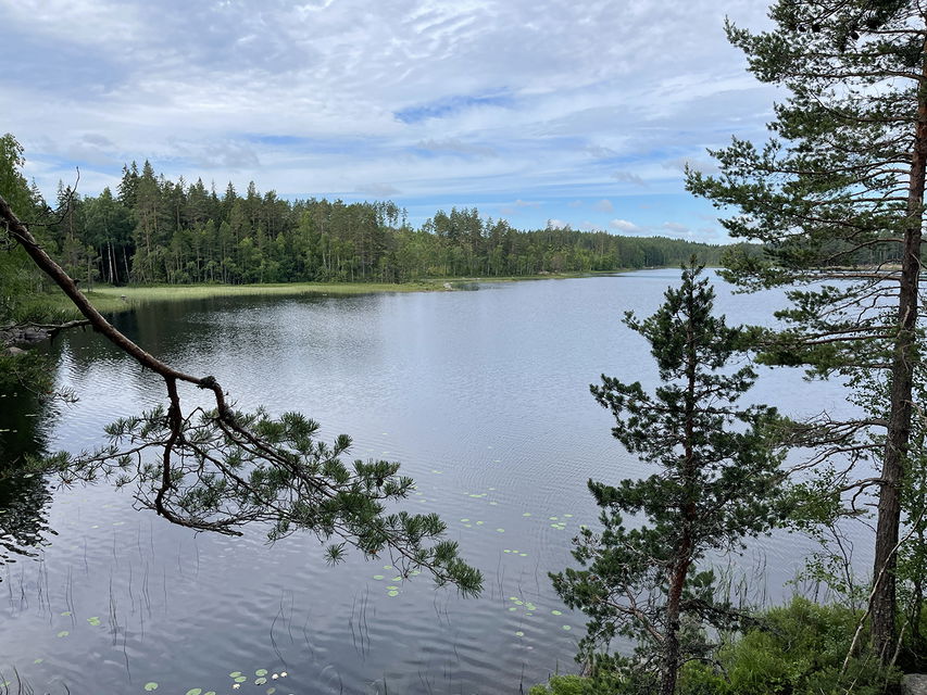 Utsikt över en sjö kantad av tallar.