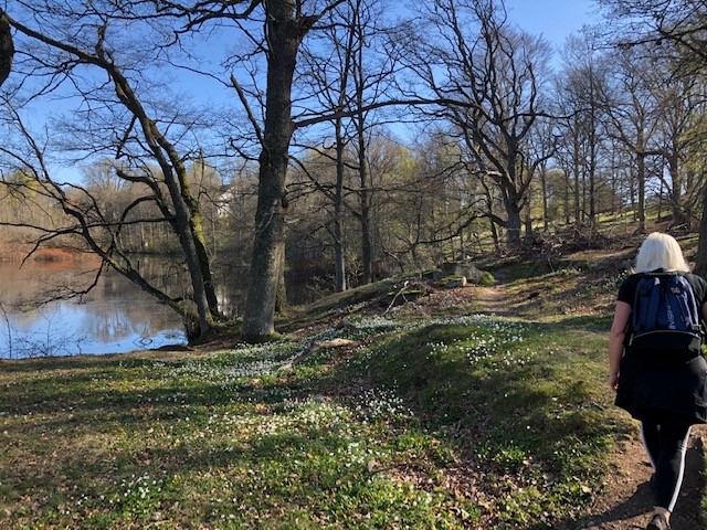 Vitsippebacke, Lyckåleden
