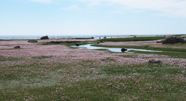 På våren färgas strandängarna i Ålarve rosa av blommande trift.