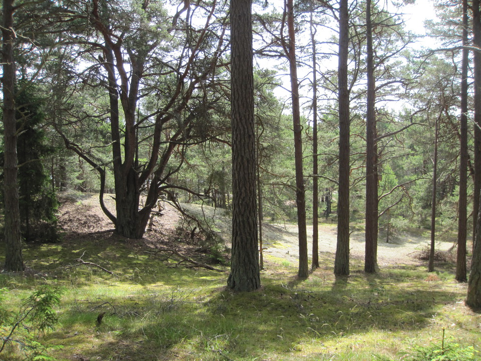 Gamla tallar i solbelyst skog
