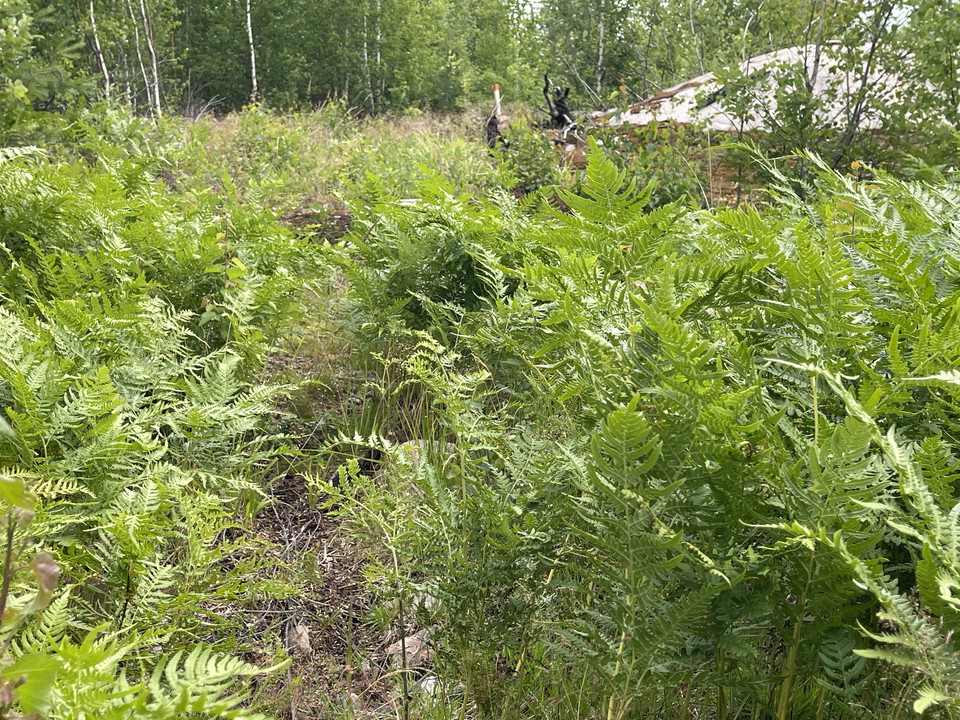 Smal stig kantad av ormbunkar.