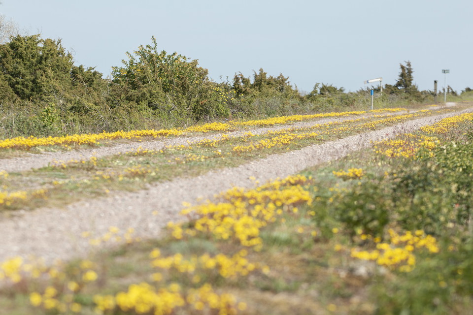 grusväg med blommande fetknopp