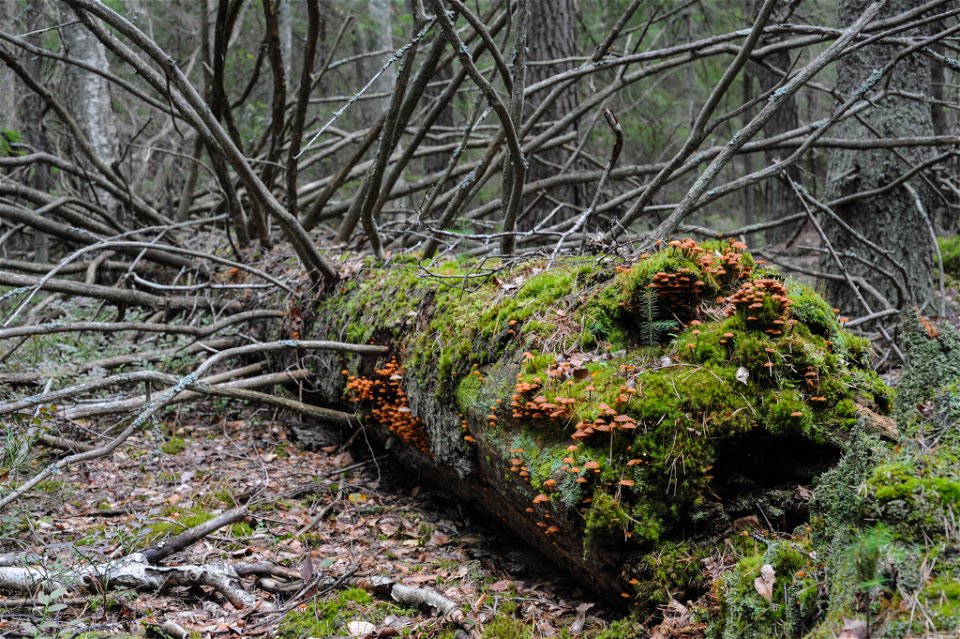 Gamla lågor finns det gott om i Skogstorp. Här trivs många ovanliga arter.