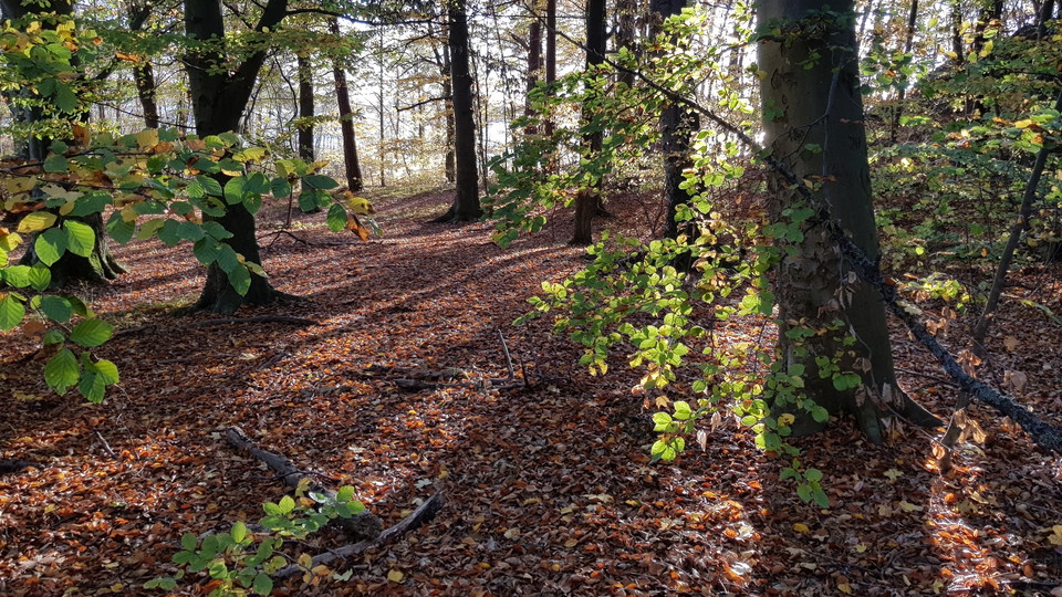 Bokar i Kappsta. Foto Lidingö stad