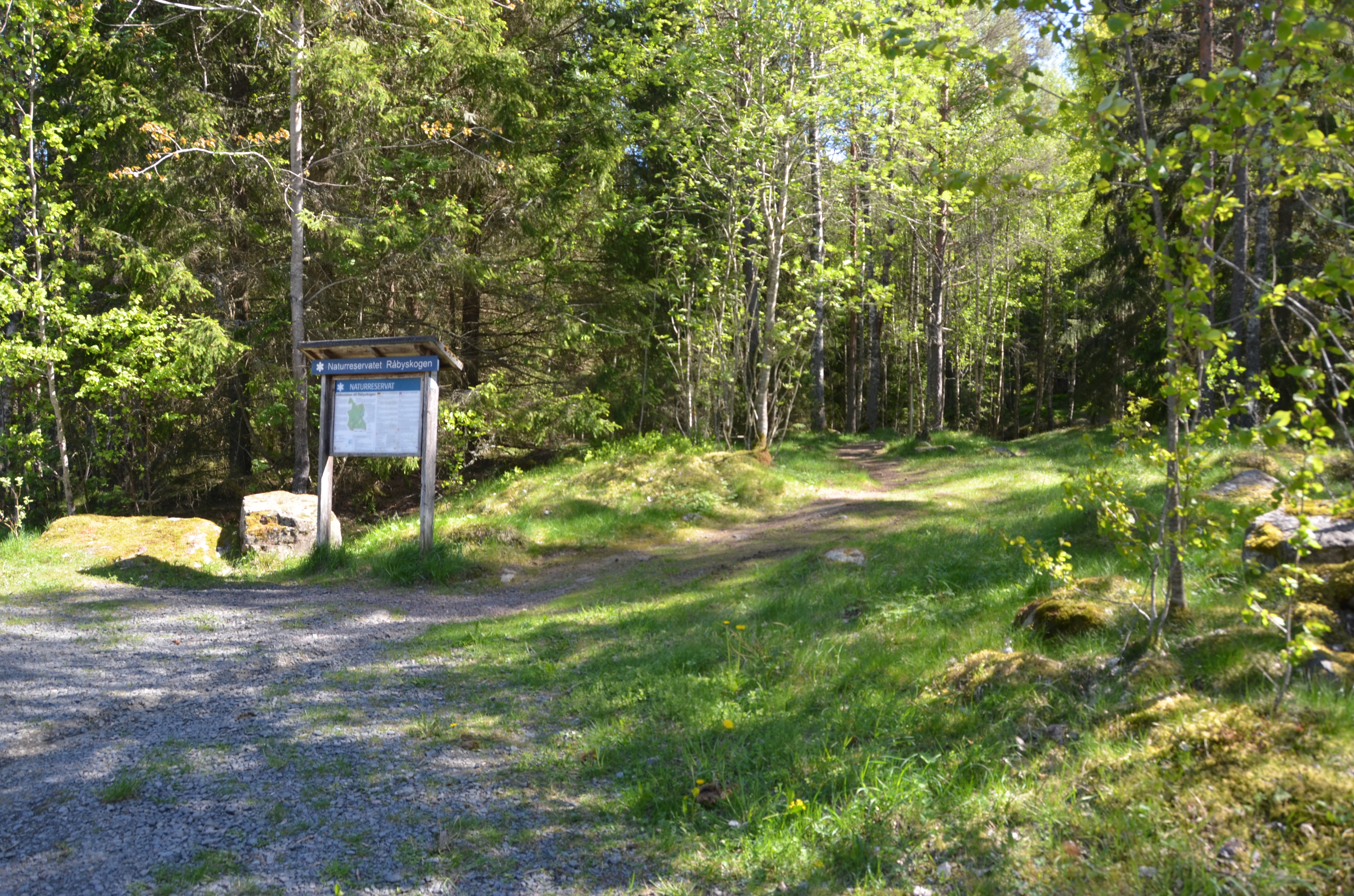 Råbyskogen