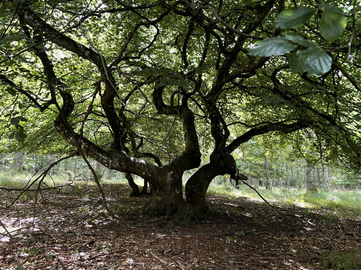 vresbok (träd med skruvade, snirkliga grenar)