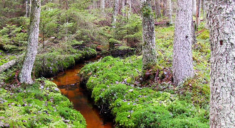 Områdets centrala del rinner den näringsfattiga Vättersjöbäcken. 