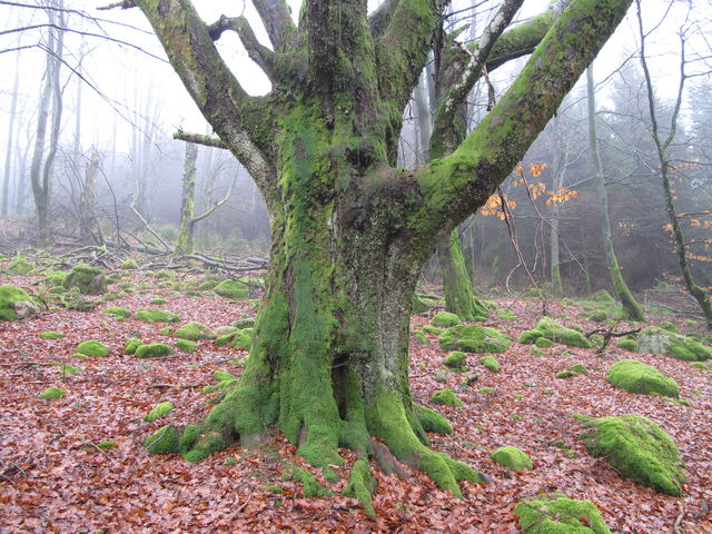 Skogen, Naturreservat