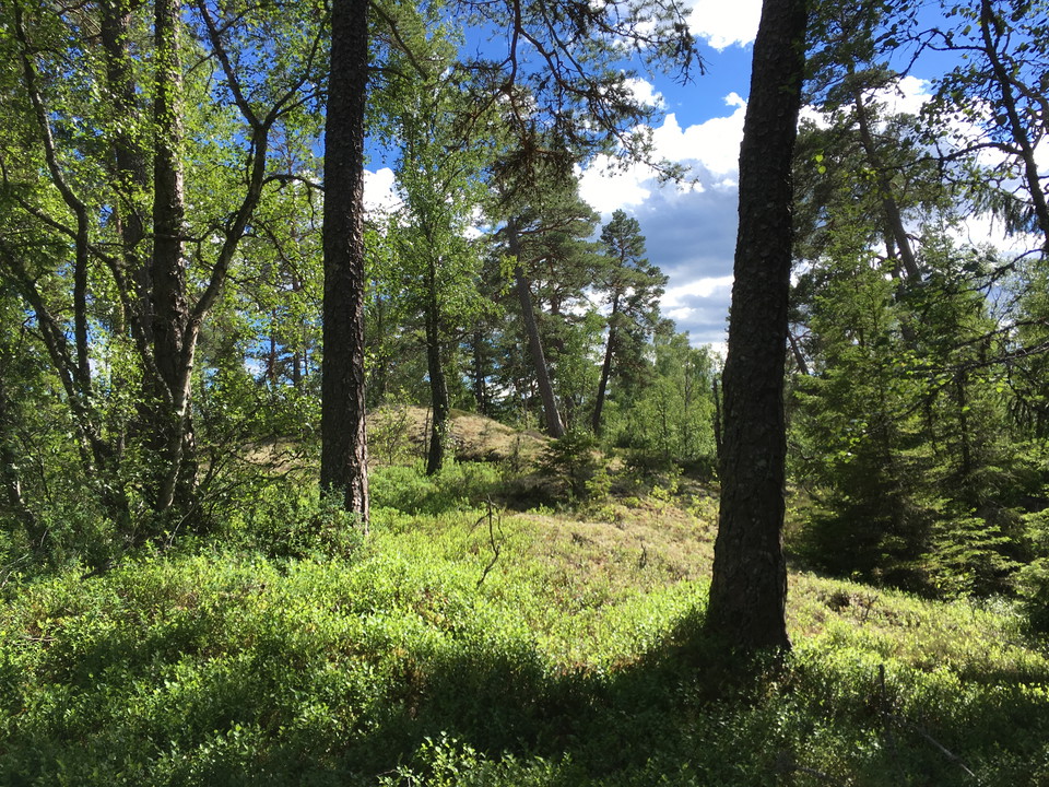 Mossklädd bergshäll med många barrträd och enstaka lövträd.