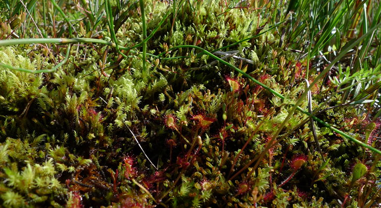 Den rödaktiga köttätande växten sileshår i Igelsjöns naturreservat.