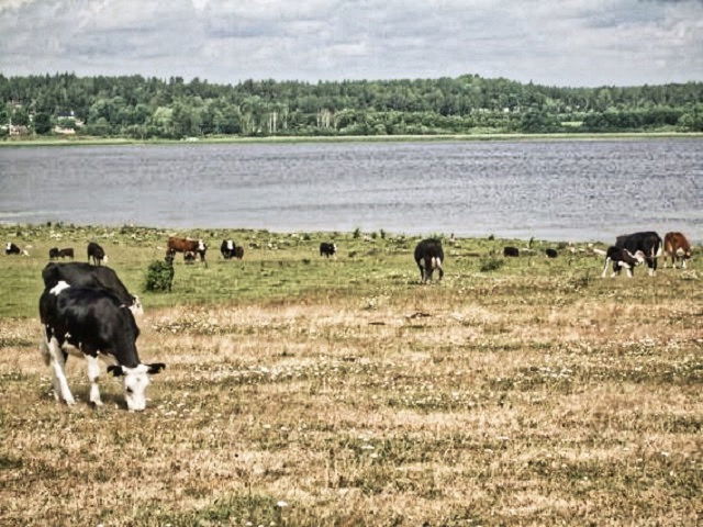 Vandring på Jäverön