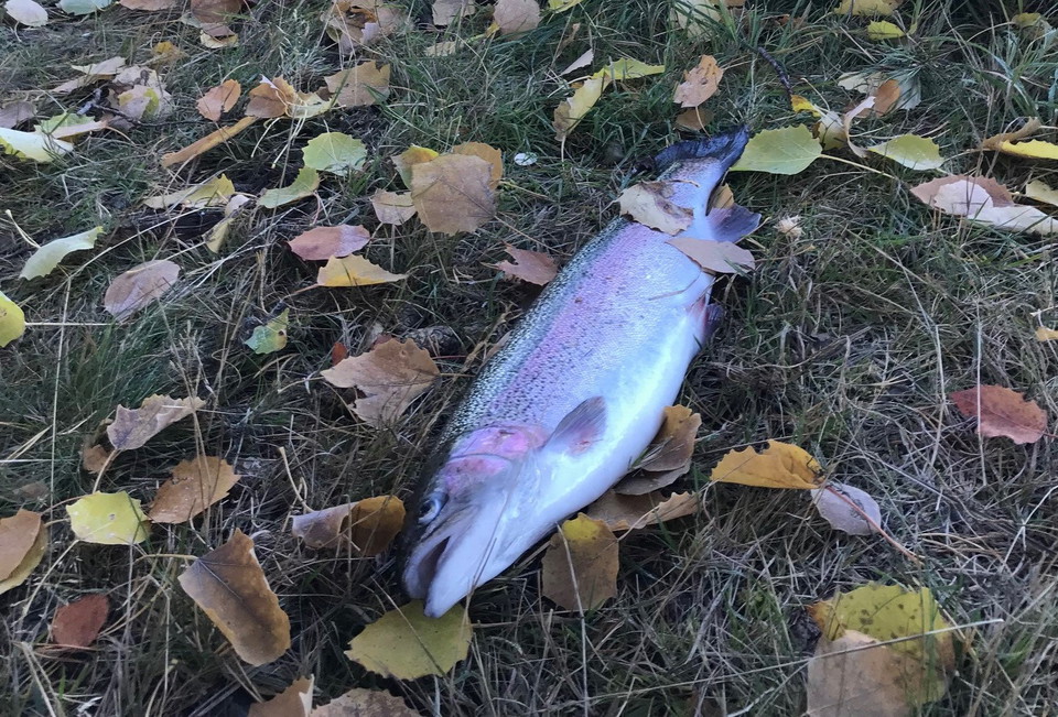 Ädelfisk