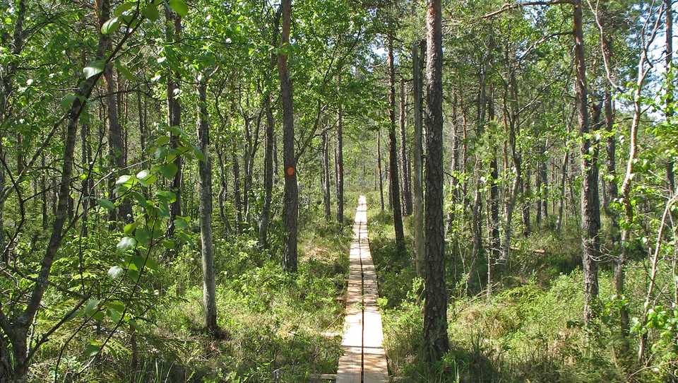 Vandra på spänger genom vildmarken