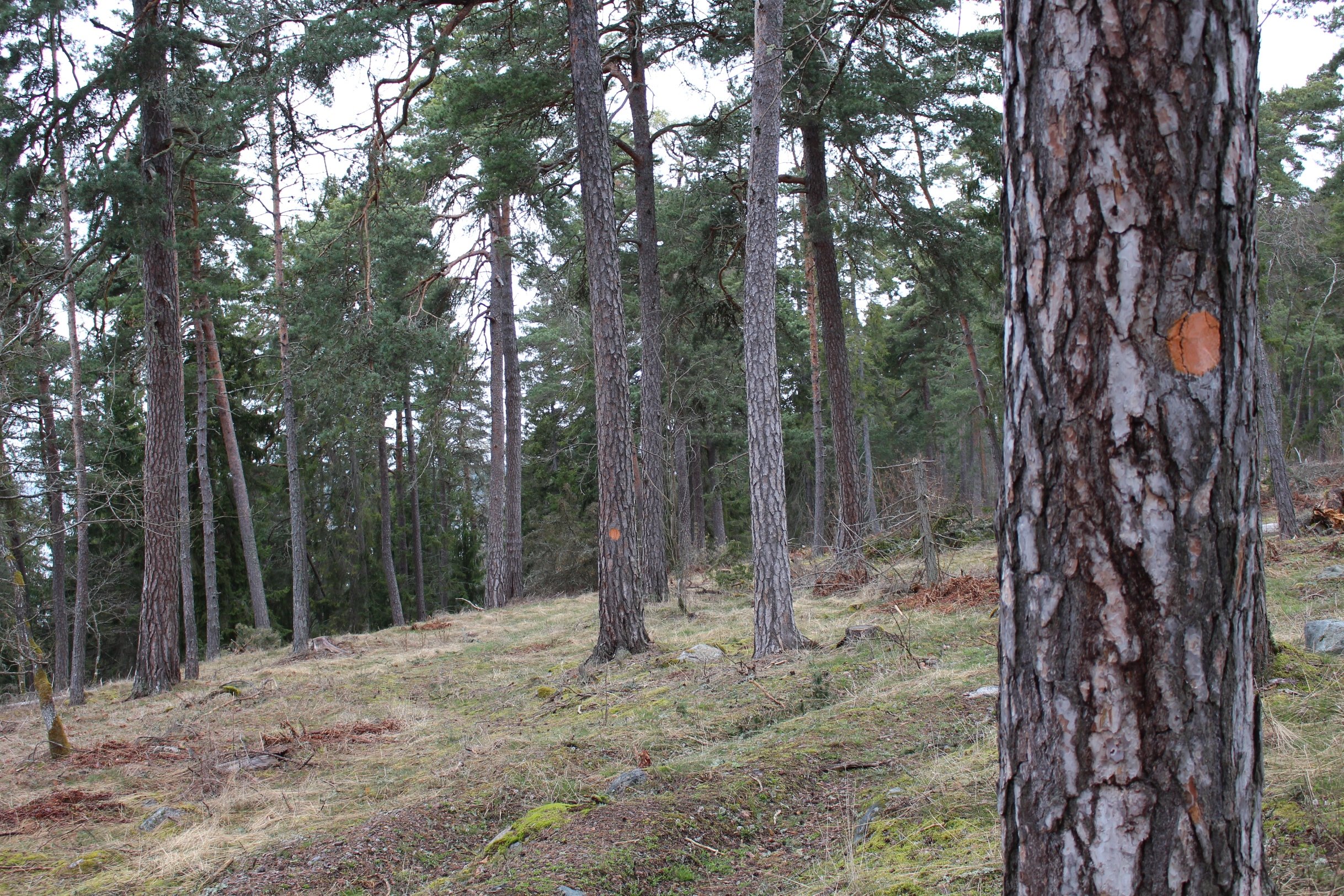 En vandringsstig går genom kuperad skogsterräng. På flera trädstammar finns orange stigmarkeringar.