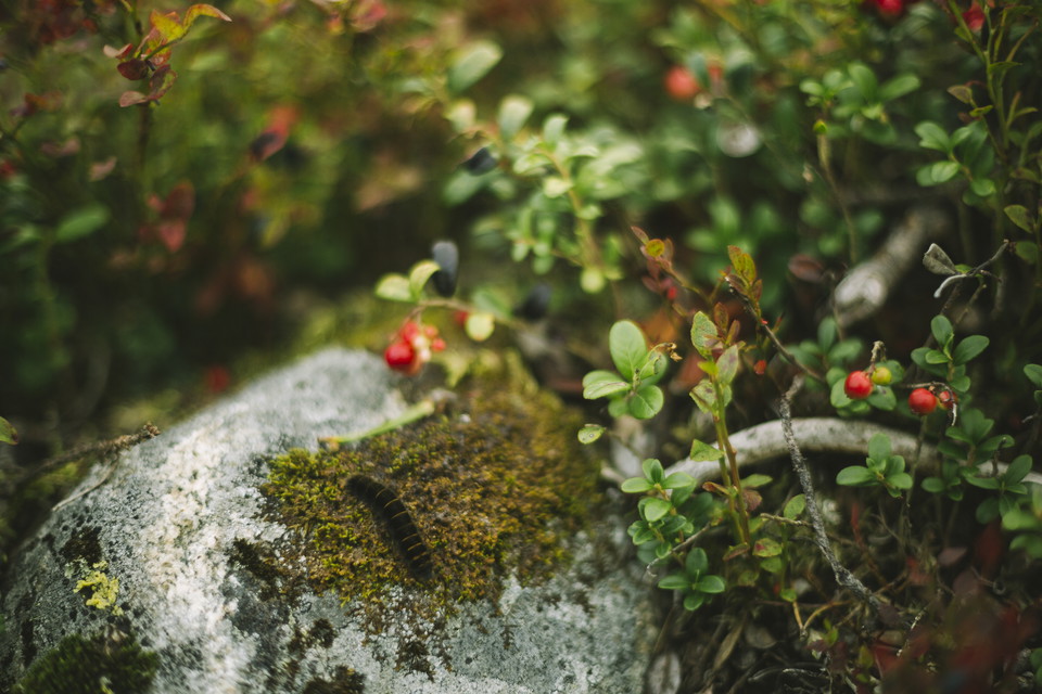 Lingon, mossa och larv på sten
