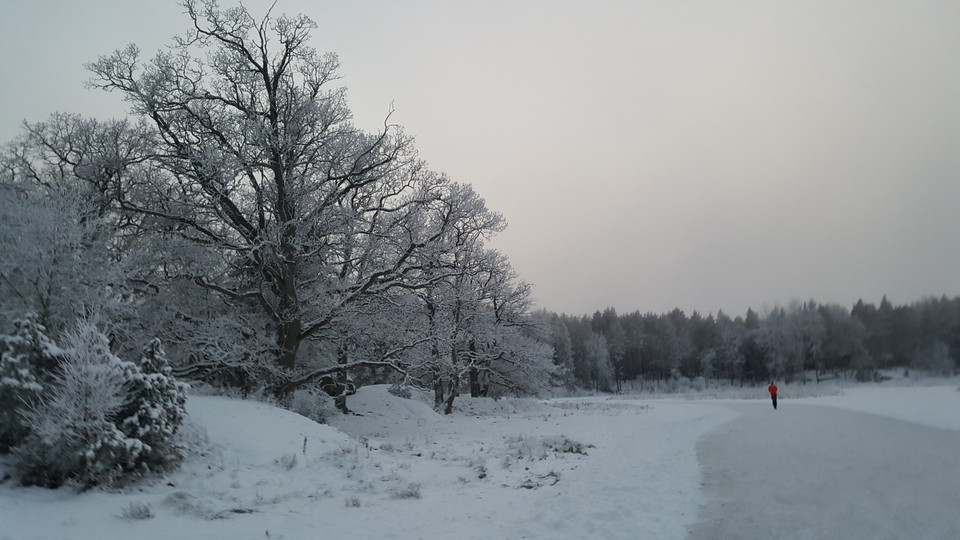 En snöklädd ekbacke sedd från bryggan. Isen är plogad för skridskoåkning.