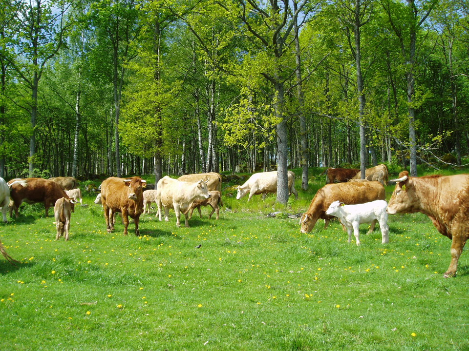 Kor på en grön äng.