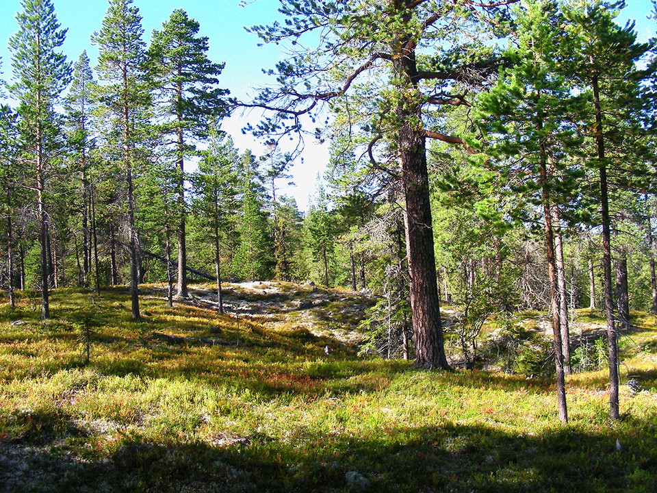 Gammal tallskog