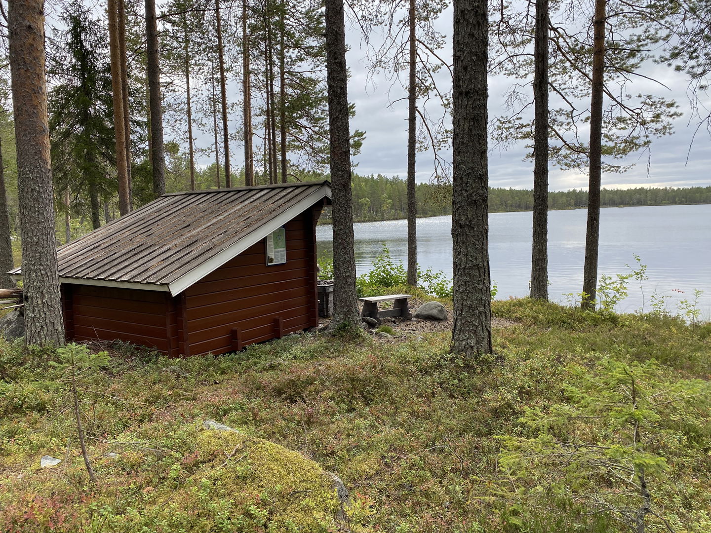 vindskydd i gles barrskog vid en sjö.