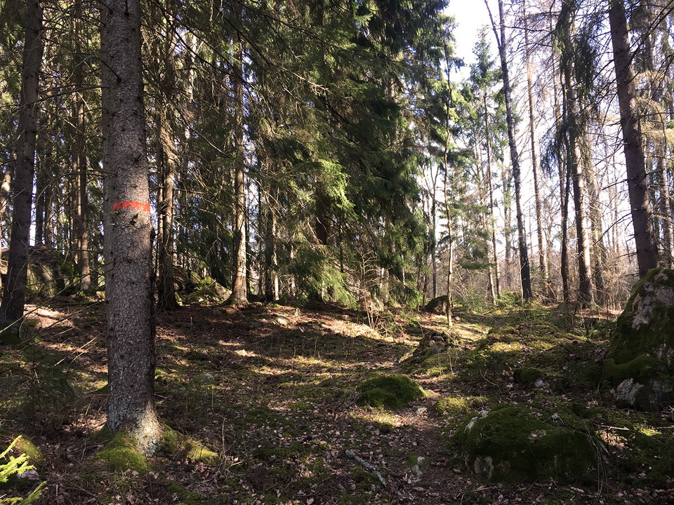 Stig i granskog. Orange ledmarkering på en granstam.
