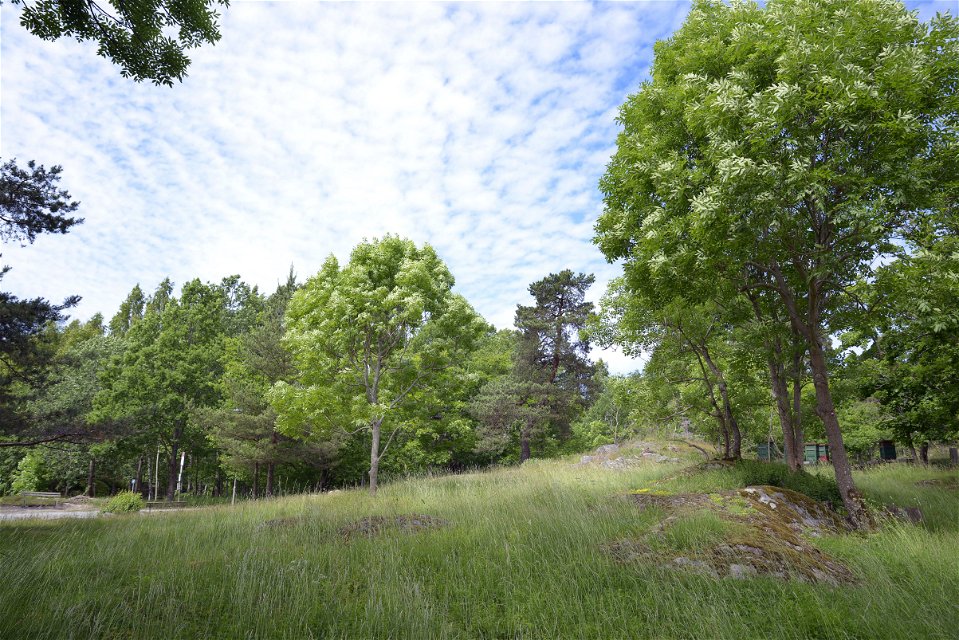Ängsmarker med blå himmel. Foto: Johan Pontén