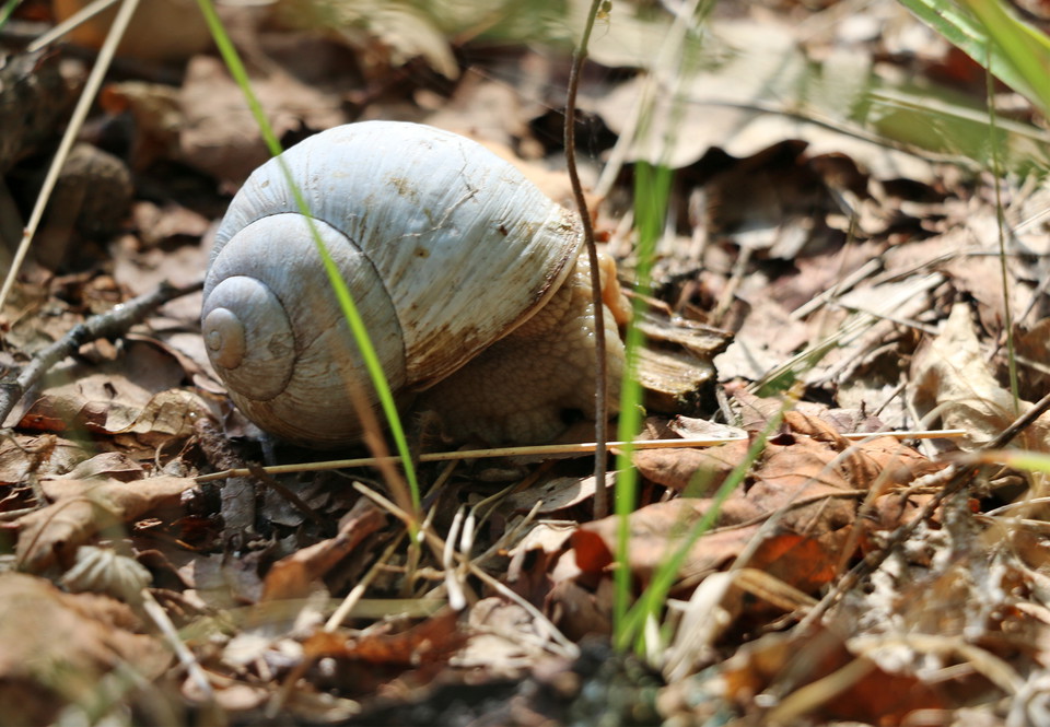 En snäcka som sakta tar sig fram.