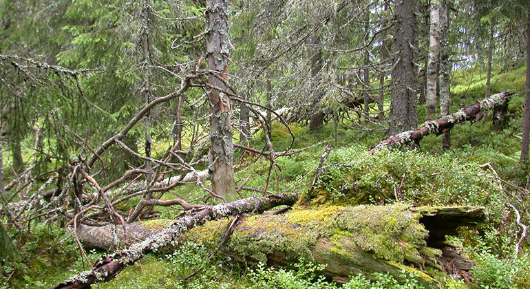 Båtstadknallen, Naturreservat