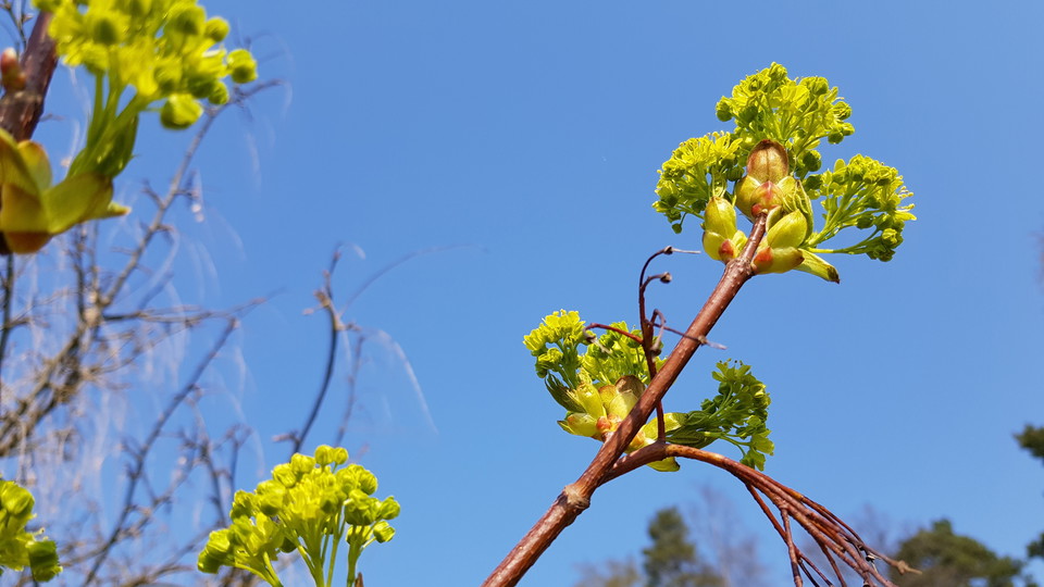 Blommande lönn i Kappsta. Foto Lidingö stad