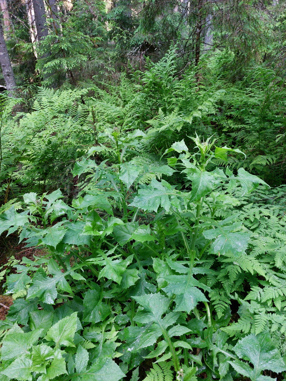 Tolta längs stigen genom naturreservatet