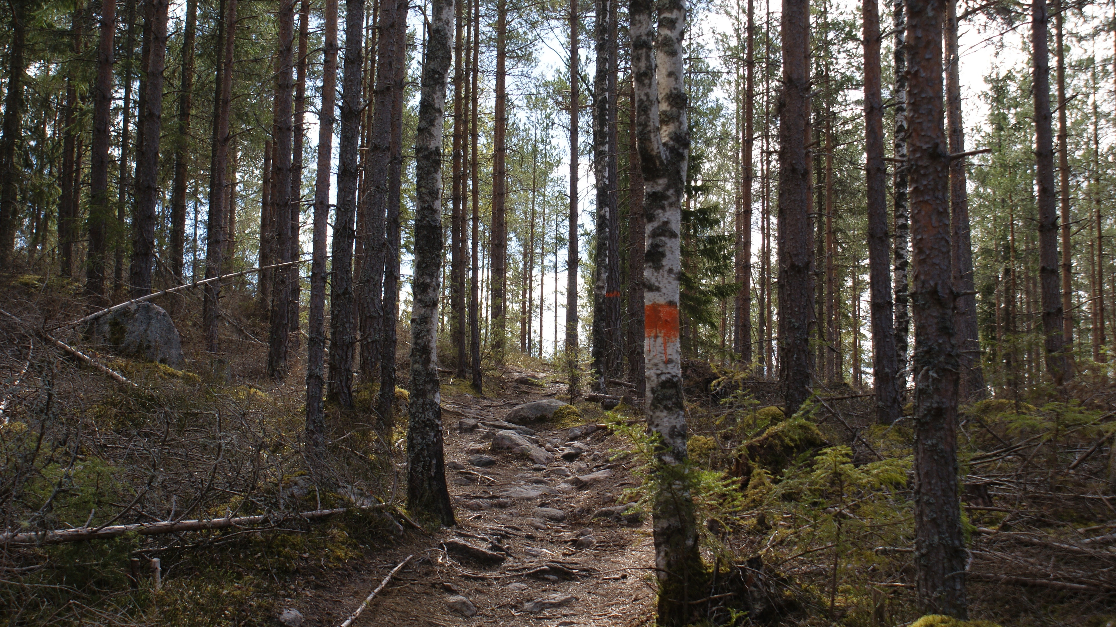 Härlig vandring nerför Norra Landsberget i riktning mot Norra Morsjön