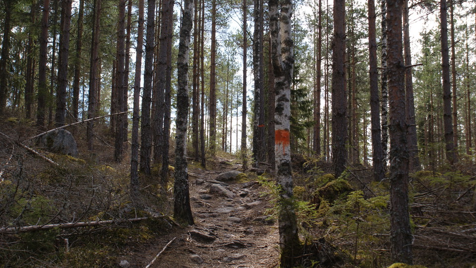 Härlig vandring nerför Norra Landsberget i riktning mot Norra Morsjön