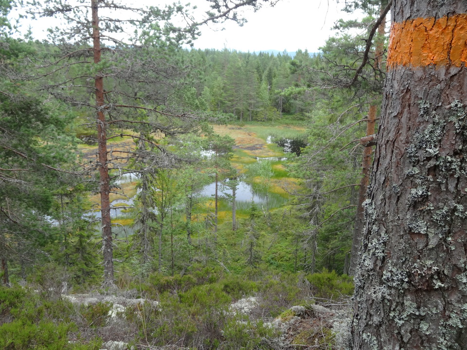 Äldre tallar i förgrunden till det lilla Styggtjärnet.