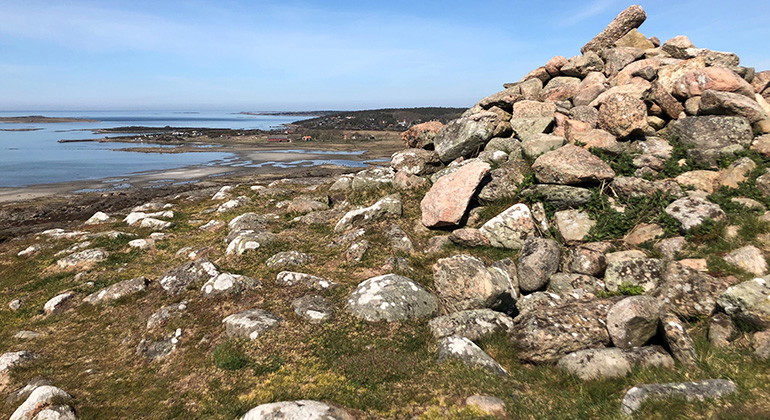stenröse
