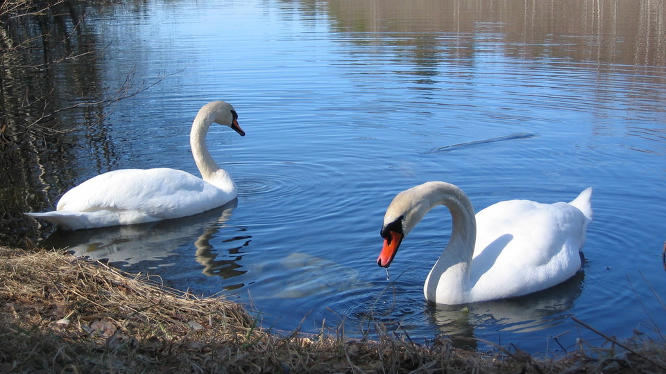 Knölsvanar i Kottlasjön. Foto Lidingö stad