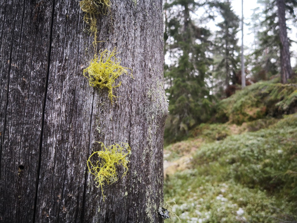 Varglav på gammal torrfura