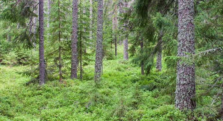 Hörnsjöns naturreservat.