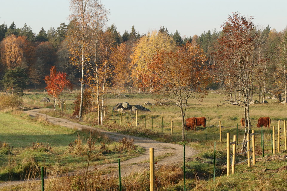 Ässkog