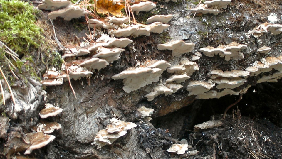 Tickor i Långviksträsk.