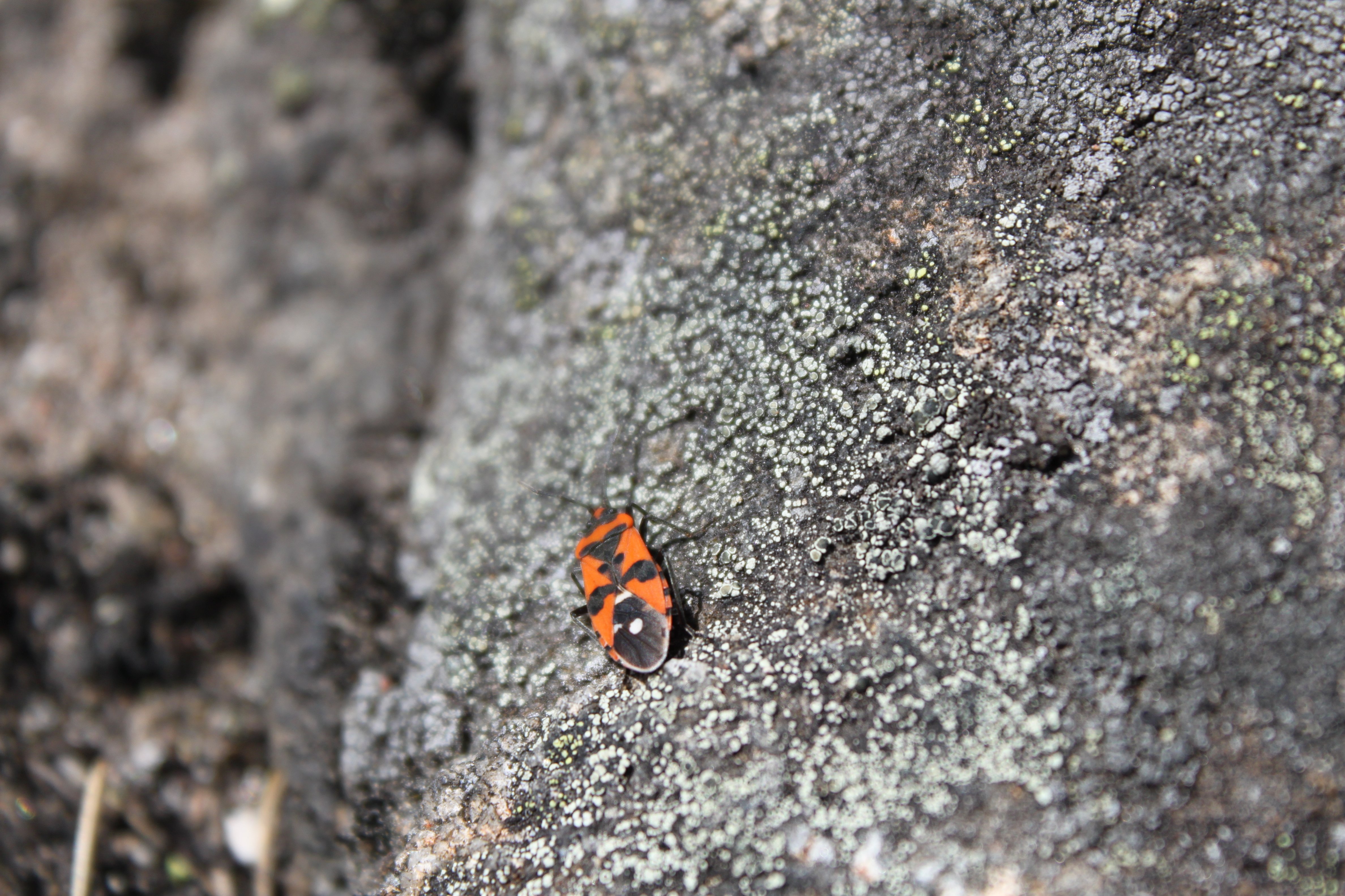 Närbild på en röd- och svartmönstrad skalbagge som kryper på en sten.