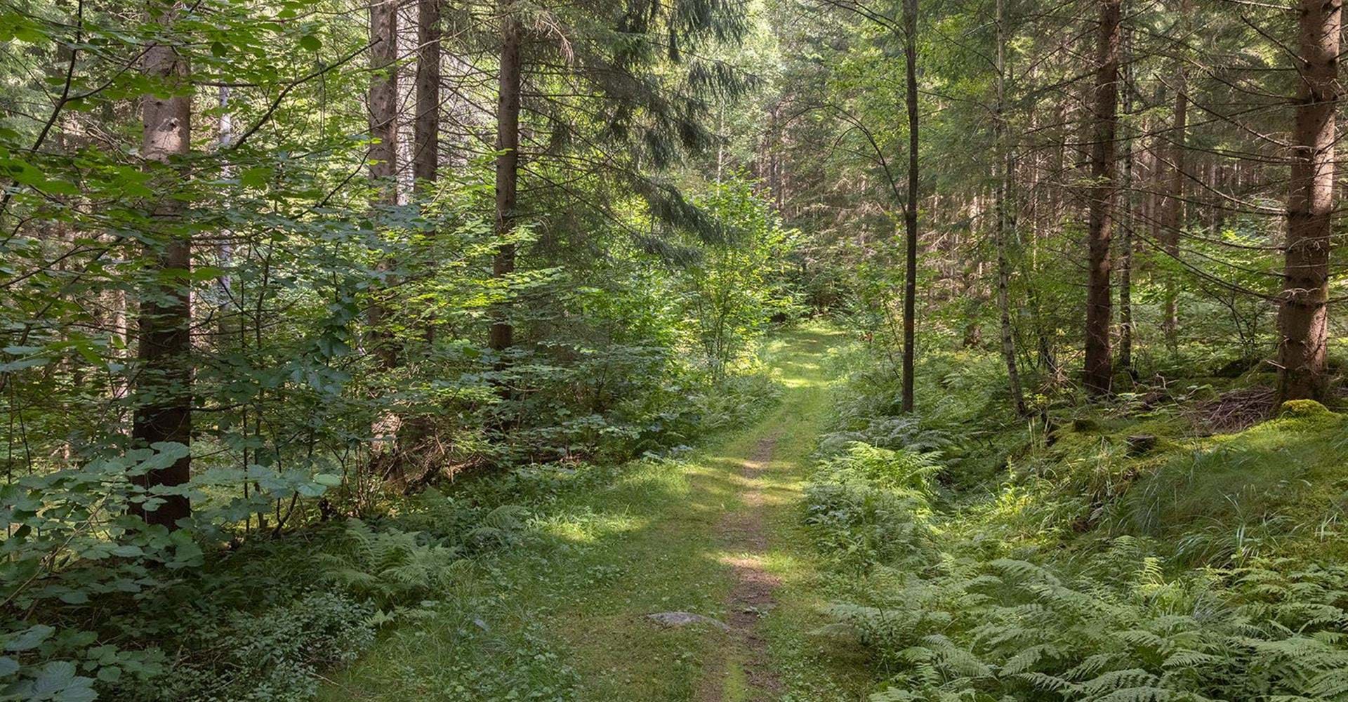 Rundslingan går delvis på skogsstigar.
Rundlinga: Godegård runt.
Motala
