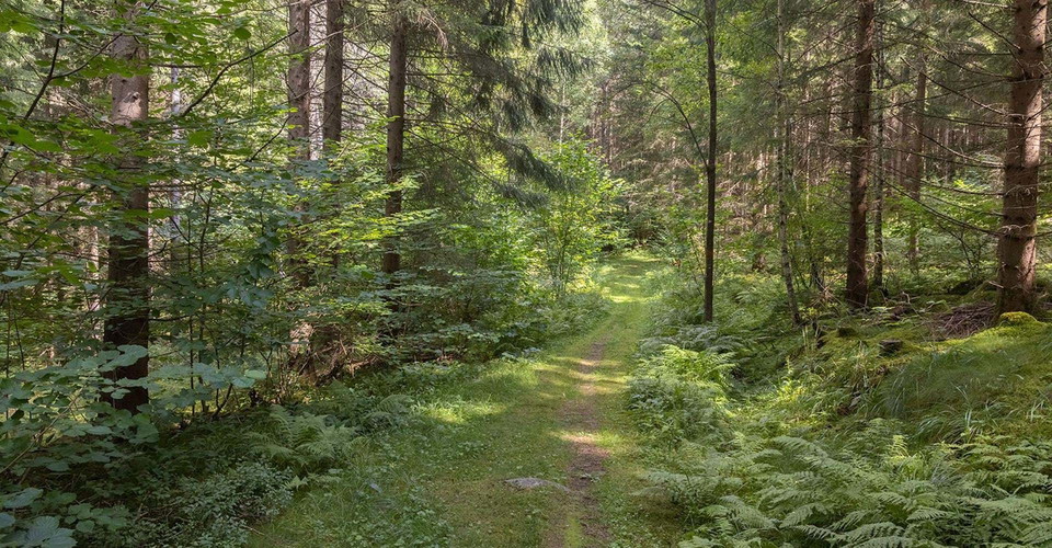 Rundslingan går delvis på skogsstigar.
Rundlinga: Godegård runt.
Motala