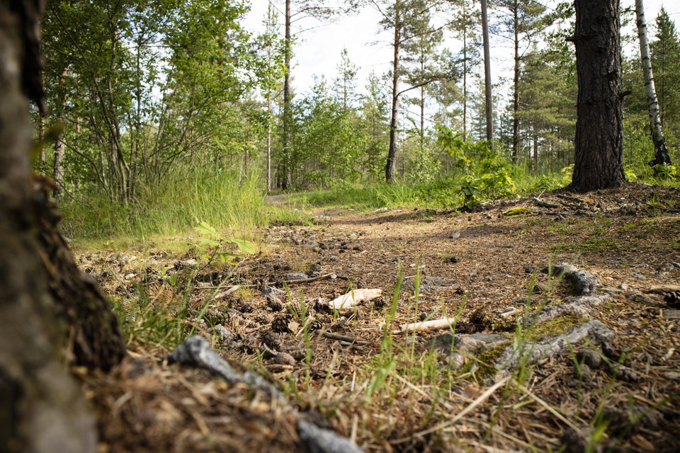 Stig i skog, kottar, rötter, träd och buskar.