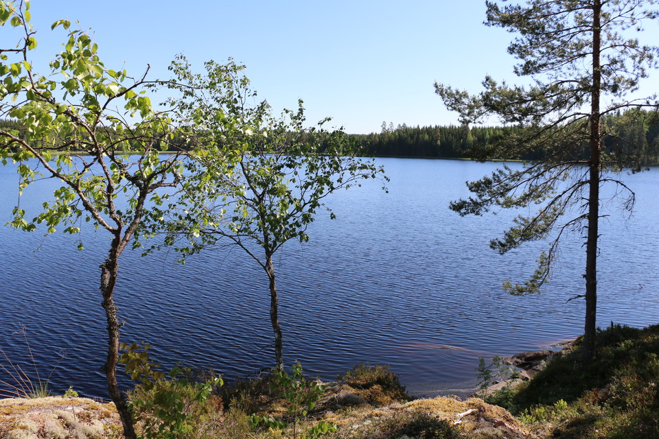 En sjö, två smala björkar och en smal tall i förgrunden.