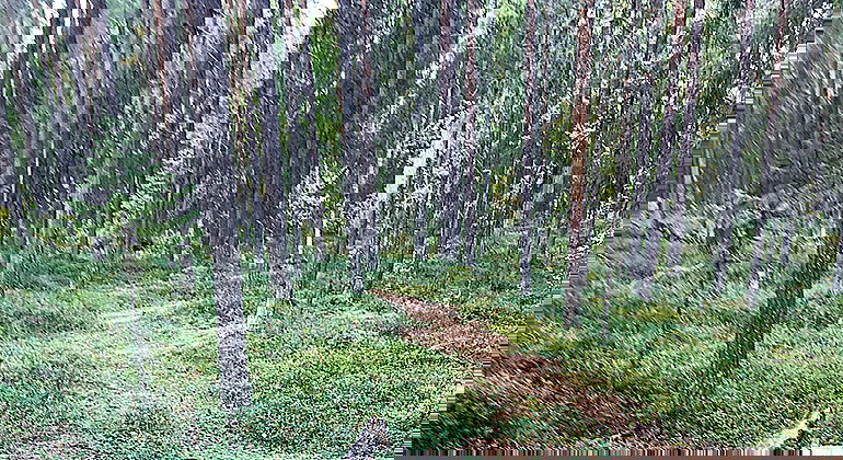 En stig genom barrskog.