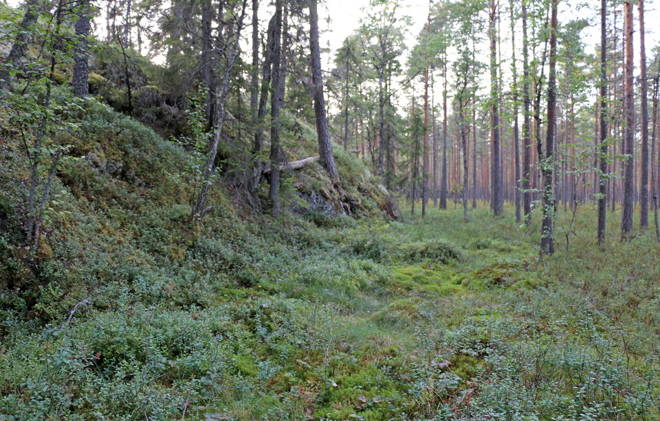 Hög bergsknalle reser sig upp ur myr.