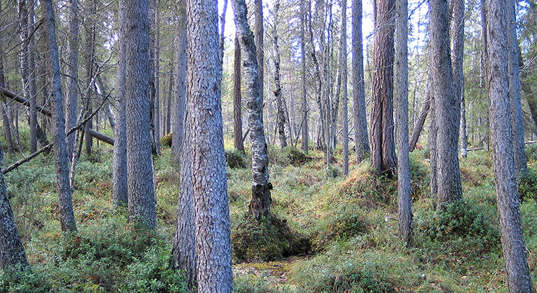 Fällberget.