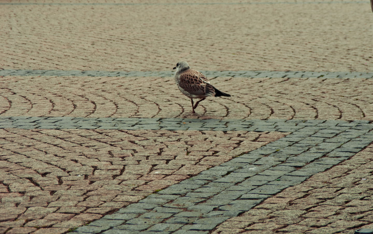 Mostphotos/bildochfoto