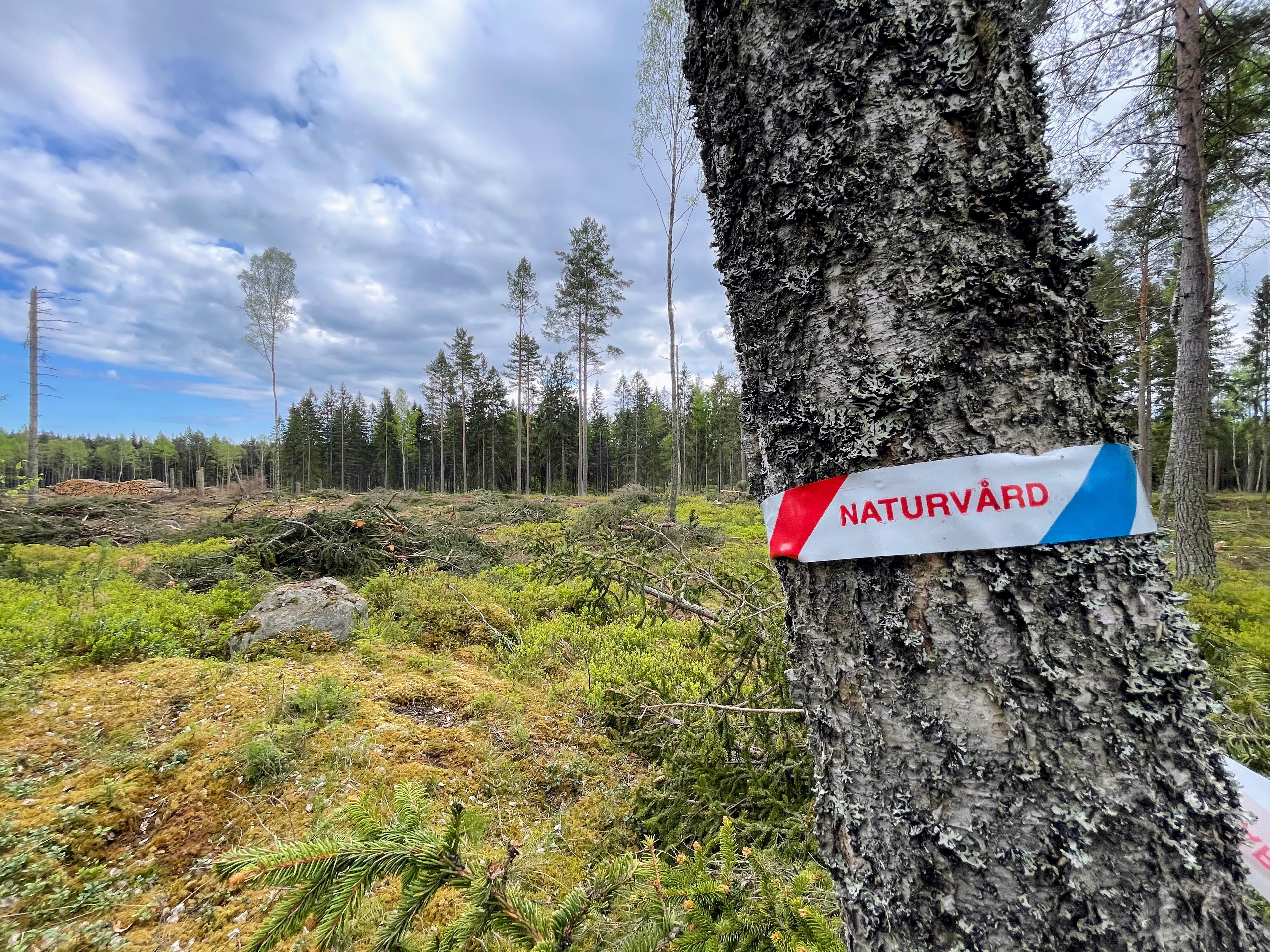 Att spara ett eller annat träd invid stora kalhyggen - har givit begreppet "naturvård" en ytterst mä…