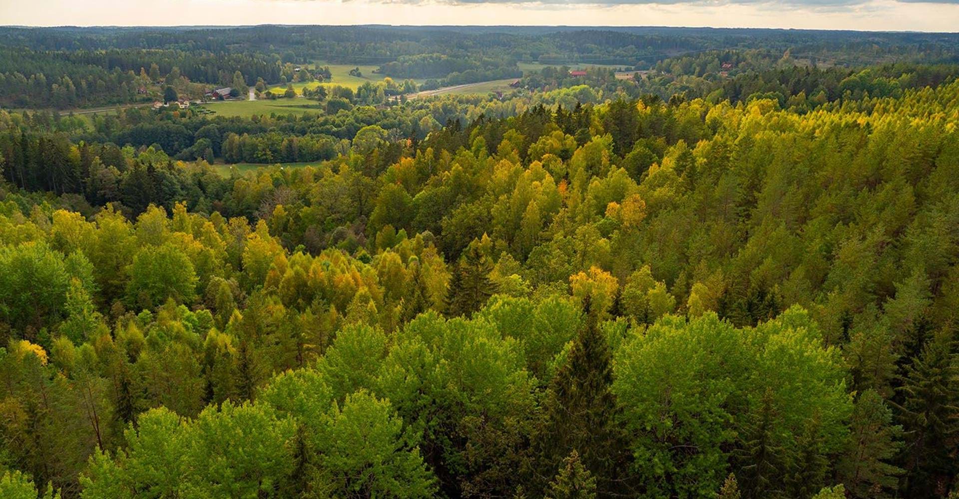 Utsikt över skog Seboklint
