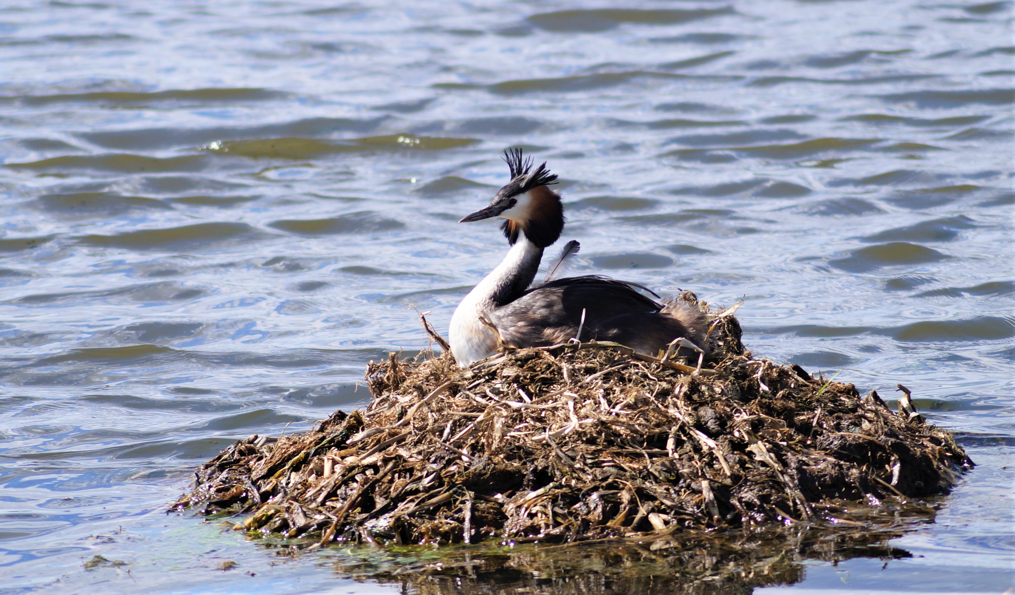 En häckande fågel, en skäggdopping, på ett bo omgivet av vatten.